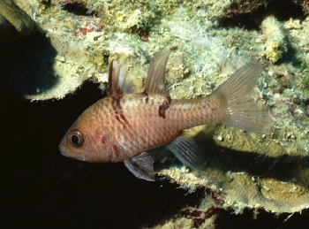  Apogon trimaculatus (Three-spot Cardinalfish)