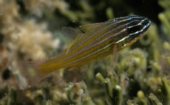  Apogon wassinki (Kupang Cardinalfish)
