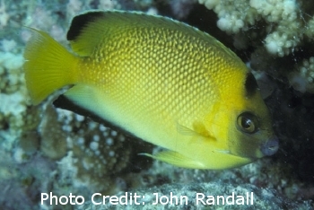  Apolemichthys armitagei   (Armitage Angelfish)