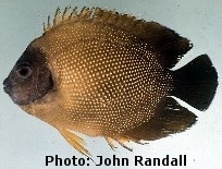  Apolemichthys guezei   (Reunion Angelfish)