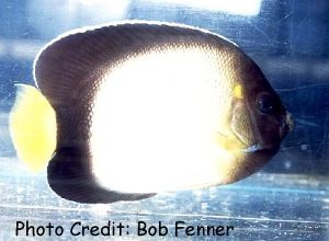  Apolemichthys xanthotis   (Red Sea Angelfish, Yellowear Angelfish)