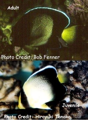  Apolemichthys xanthurus   (Indian Yellowtail Angelfish, Smoke Angelfish, Xanthurus Cream Angelfish)