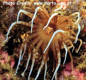  Arachnanthus nocturnus (Banded Tube Anemone, Nocturnal Anemone)