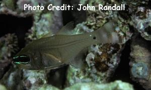  Archamia ataenias (Barless Cardinalfish)