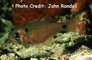  Archamia biguttata (Twinspot Cardinalfish)