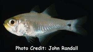  Archamia bleekeri (Gon’s Cardinalfish)