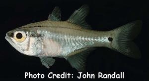  Archamia buruensis (Buru Cardinalfish)