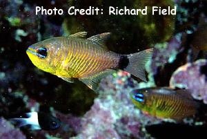 Archamia fucata (Orange-lined Cardinalfish)