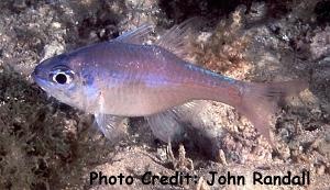 Archamia leai (Lea's Cardinalfish)