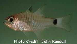  Archamia lineolata (Shimmering Cardinalfish)