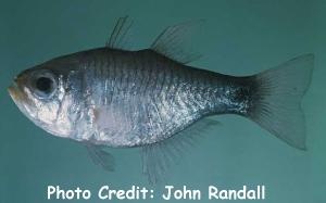  Archamia macroptera (Dusky-tailed Cardinalfish)