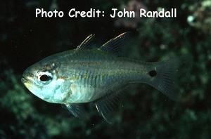  Archamia mozambiquensis (Mozambique Cardinalfish)