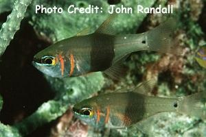  Archamia zosteropora (Blackbelted Cardinalfish)