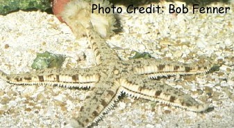  Archaster typicus (Common Sand-Stirring Starfish)