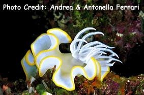  Ardeadoris egretta (Sea Slug)