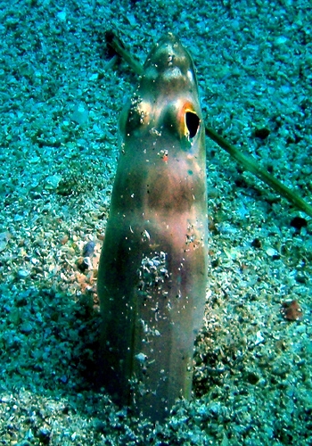  Ariosoma anagoides (Big-eye Conger Eel)