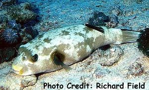  Arothron immaculatus (Immaculate Pufferfish)