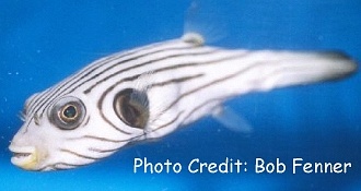  Arothron manilensis (Narrow-Lined Pufferfish)