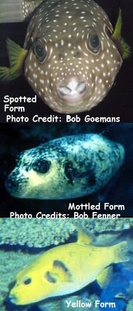  Arothron meleagris (Spotted Pufferfish, Golden Pufferfish)