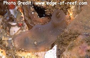  Ascidia sp. 1 (Sea Squirt)