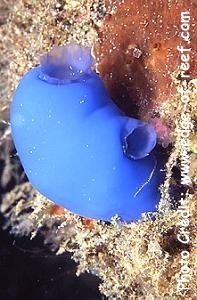  Ascidia sp. 2 (Sea Squirt)