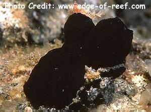  Ascidia sp. 3 (Sea Squirt)