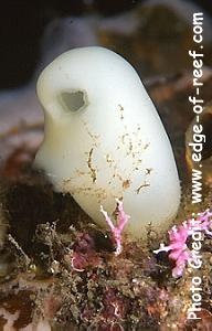  Ascidia sp. 4 (Sea Squirt)