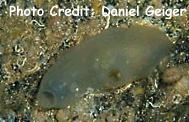  Ascidiella aspersa (European Sea Squirt)