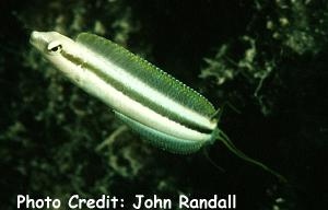  Aspidontus dussumieri (Lance Blenny)