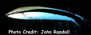  Aspidontus taeniatus   (False Cleanerfish )