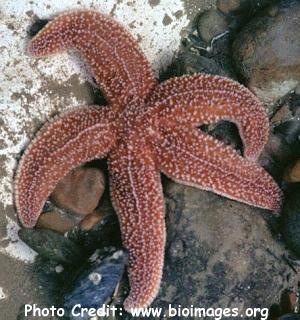  Asterias rubens (Common Starfish)