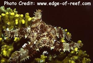  Asteropsis carinifera (Sheriff-badge Sea Star)