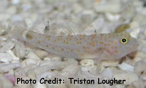  Asterropteryx bipunctata (Orange-spotted Goby)