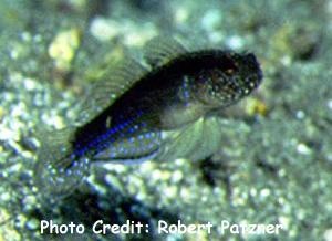  Asterropteryx ensifera (Blue-speckled Rubble Goby, Miller’s Goby)