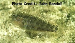  Asterropteryx semipunctata (Starry Rubble Goby)