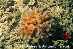  Asthenosoma ijimai (Magnificent Fire Urchin)