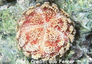  Asthenosoma varium (Fire Urchin)