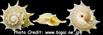  Astraea phoebia (Star Snail, Spiny Star Astraea Snail)