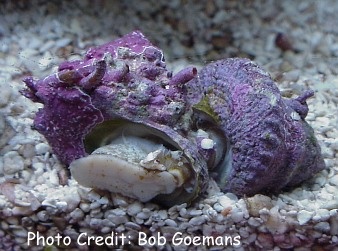  Astraea tectum (Astraea Snail, American Star-Shell Snail, West Indian Star Snail.)