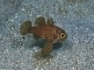  Astrapogon puncticulatus (Blackfin Cardinalfish)