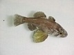  Astrapogon stellatus (Conch Cardinalfish)
