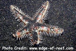  Astropecten andersoni (Spiny Starfish)