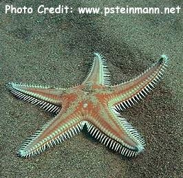  Astropecten aranciacus (Ochre Hackled Starfish)