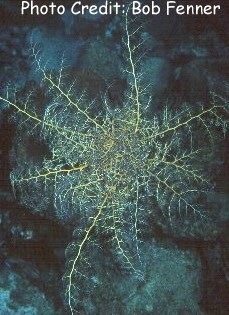  Astrophyton muricatum (Caribbean Basket Star)