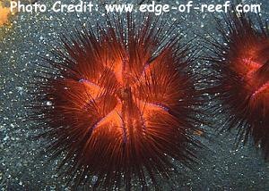  Astropyga radiata (Red Radiating Hatpin Urchin, Blue Spot Urchin)
