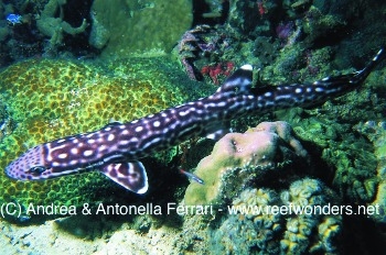  Atelomycterus marmoratus (Coral Catshark)