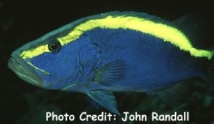  Aulacocephalus temminckii (Goldribbon Soapfish)