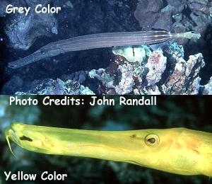  Aulostomus chinensis (Pacific Trumpetfish, Chinese Trumpetfish)