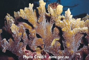  Australogyra zelli (Ruffle Coral, Ridge Coral, Branching Moon Coral)