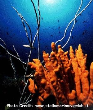  Axinella cannabina (Tree Sponge, Antler Sponge)